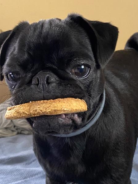 /images/uploads/pug nation rescue of los angeles/pugnation2024/entries/30973thumb.jpg